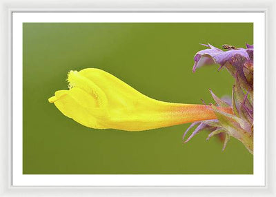 Flower of the Wood Cow-Wheat / Art Photo - Framed Print