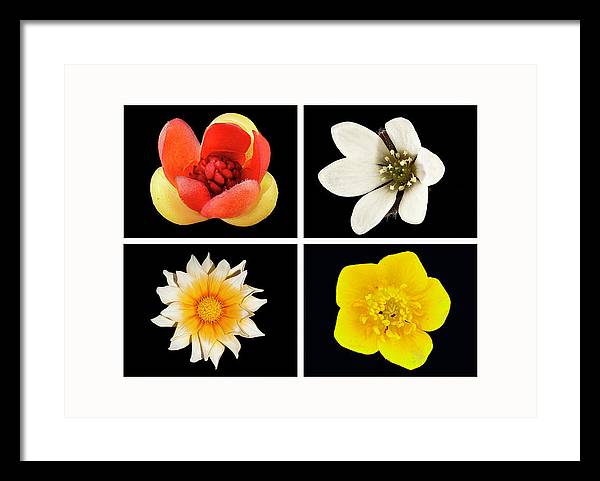 Flowers / Art Photo - Framed Print