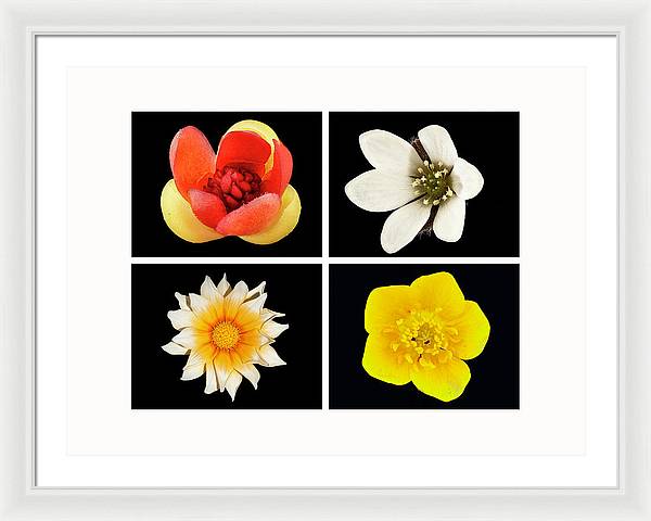 Flowers / Art Photo - Framed Print