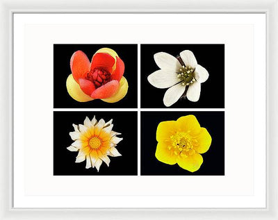 Flowers / Art Photo - Framed Print