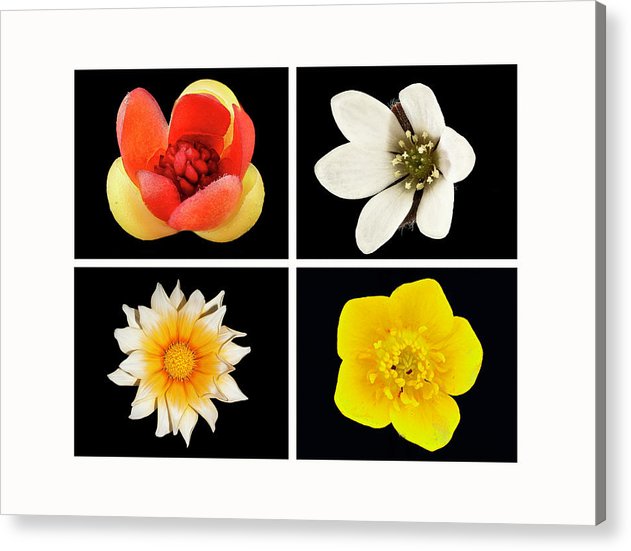 Flowers / Art Photo - Acrylic Print