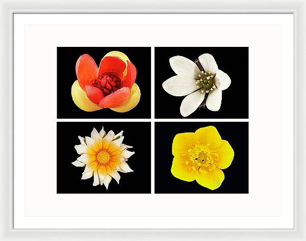 Flowers / Art Photo - Framed Print