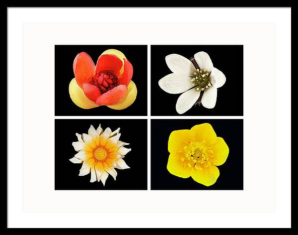 Flowers / Art Photo - Framed Print