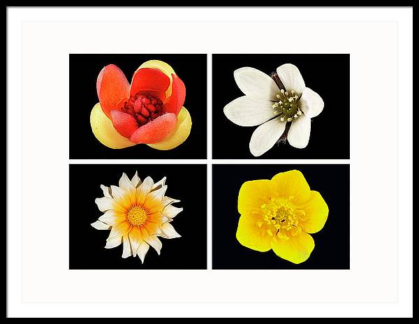 Flowers / Art Photo - Framed Print