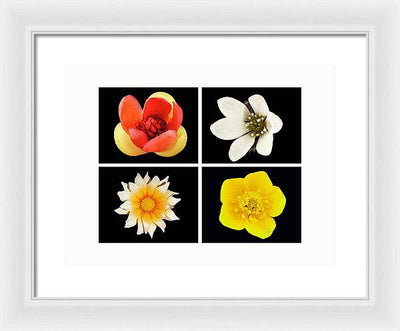 Flowers / Art Photo - Framed Print