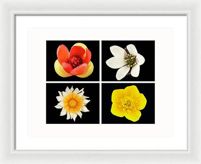 Flowers / Art Photo - Framed Print