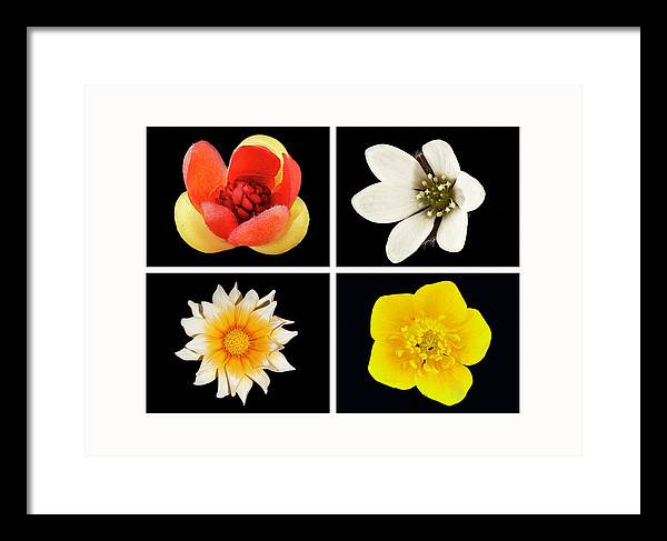 Flowers / Art Photo - Framed Print