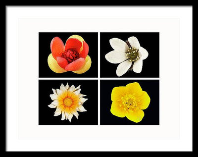 Flowers / Art Photo - Framed Print