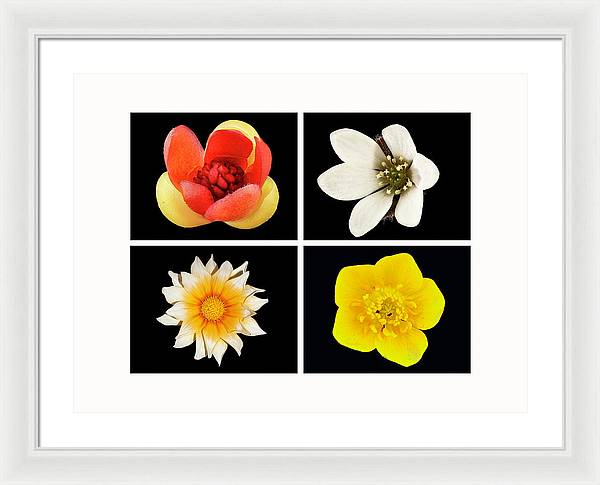 Flowers / Art Photo - Framed Print