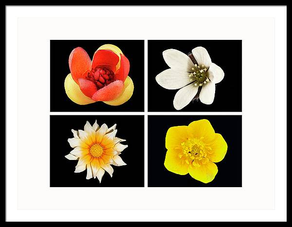 Flowers / Art Photo - Framed Print