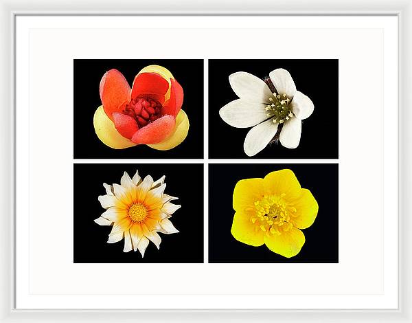 Flowers / Art Photo - Framed Print