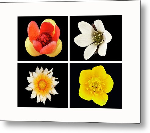 Flowers / Art Photo - Metal Print