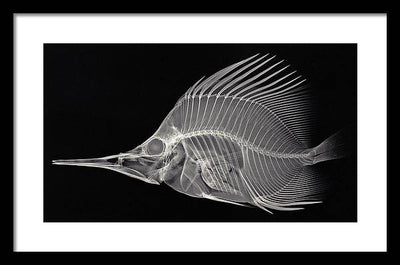 Forcipiger longirostris, X-ray / Art Photo - Framed Print