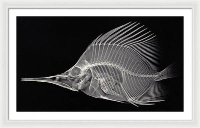 Forcipiger longirostris, X-ray / Art Photo - Framed Print