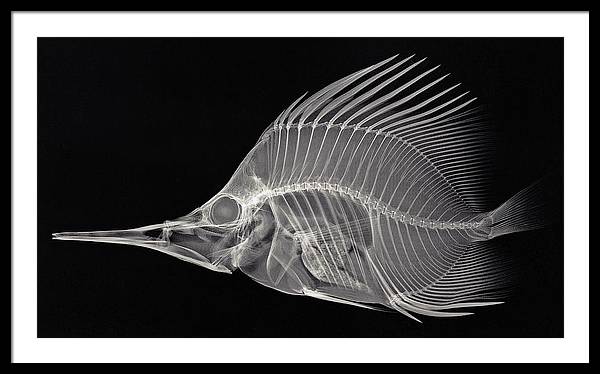 Forcipiger longirostris, X-ray / Art Photo - Framed Print