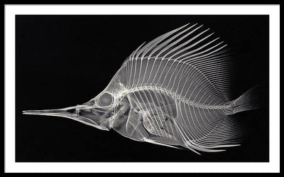 Forcipiger longirostris, X-ray / Art Photo - Framed Print