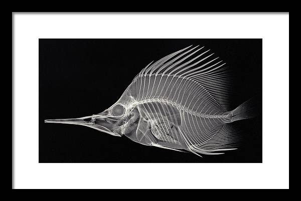 Forcipiger longirostris, X-ray / Art Photo - Framed Print