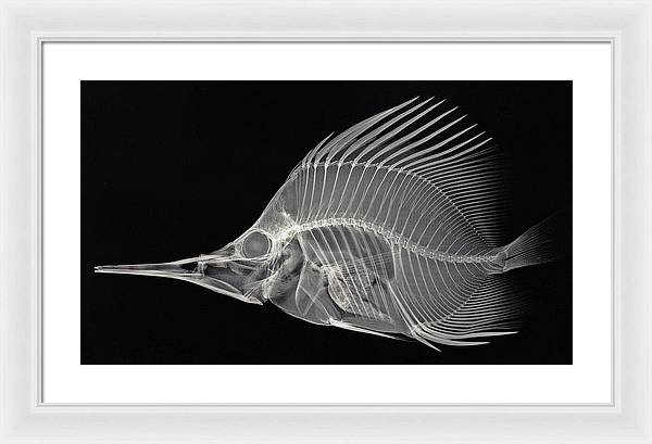 Forcipiger longirostris, X-ray / Art Photo - Framed Print