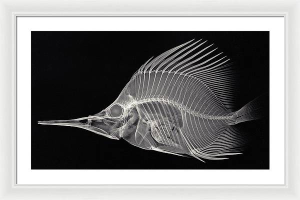 Forcipiger longirostris, X-ray / Art Photo - Framed Print