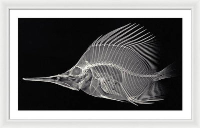 Forcipiger longirostris, X-ray / Art Photo - Framed Print