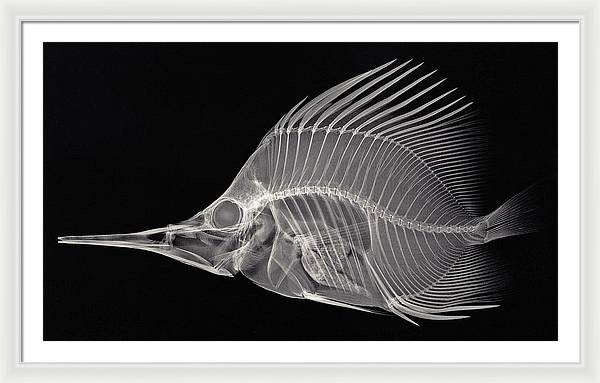 Forcipiger longirostris, X-ray / Art Photo - Framed Print