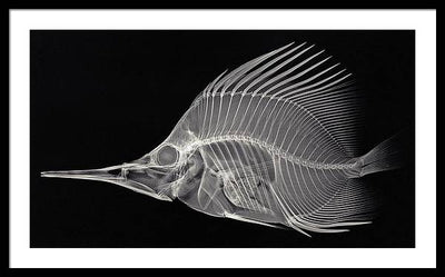 Forcipiger longirostris, X-ray / Art Photo - Framed Print