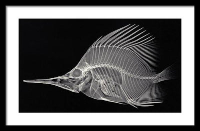 Forcipiger longirostris, X-ray / Art Photo - Framed Print