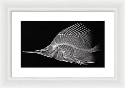 Forcipiger longirostris, X-ray / Art Photo - Framed Print