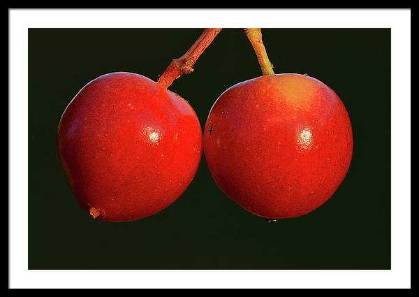 Fruits of Guelder-Rose / Art Photo - Framed Print