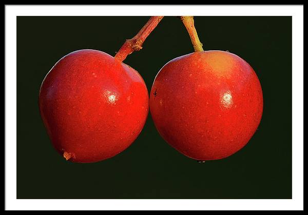 Fruits of Guelder-Rose / Art Photo - Framed Print