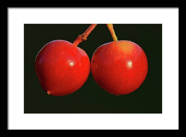 Fruits of Guelder-Rose / Art Photo - Framed Print