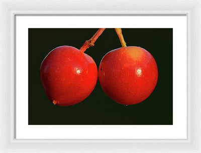 Fruits of Guelder-Rose / Art Photo - Framed Print