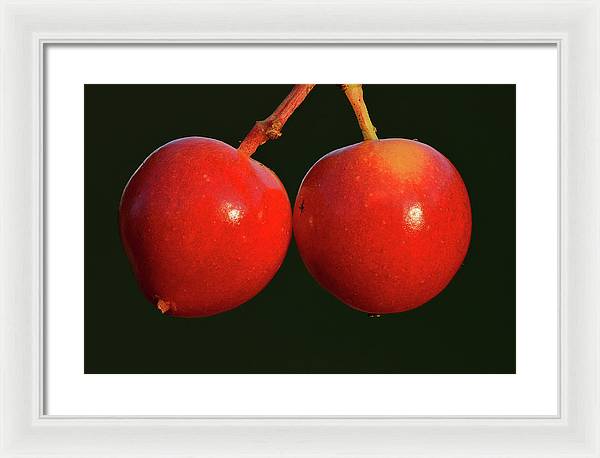 Fruits of Guelder-Rose / Art Photo - Framed Print