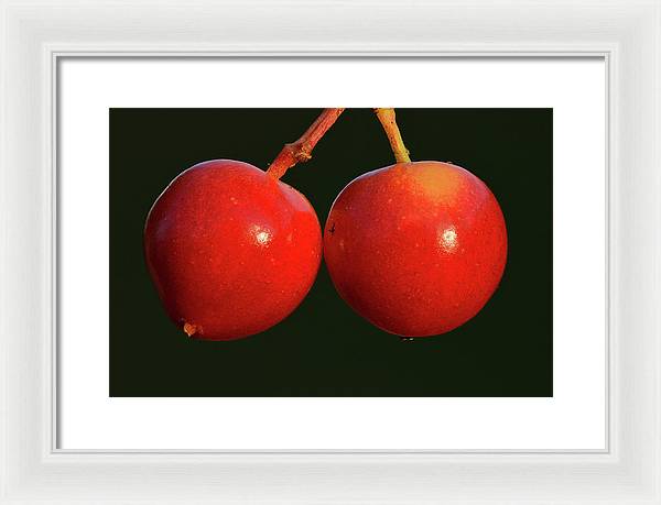 Fruits of Guelder-Rose / Art Photo - Framed Print