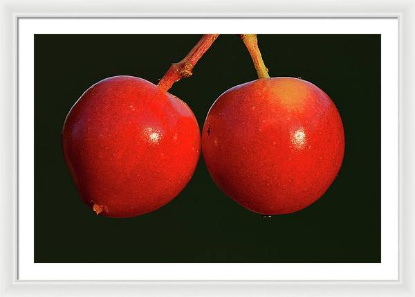 Fruits of Guelder-Rose / Art Photo - Framed Print