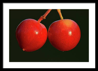 Fruits of Guelder-Rose / Art Photo - Framed Print