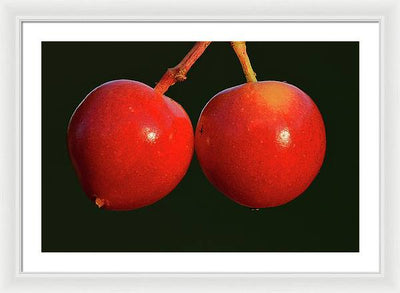 Fruits of Guelder-Rose / Art Photo - Framed Print