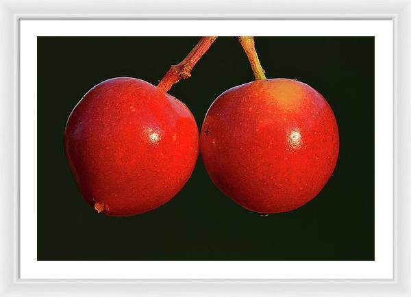 Fruits of Guelder-Rose / Art Photo - Framed Print