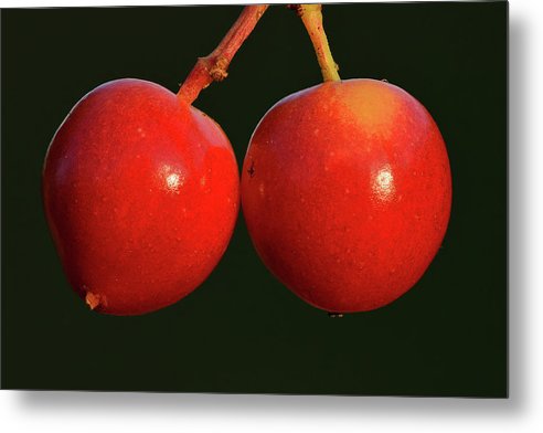 Fruits of Guelder-Rose / Art Photo - Metal Print