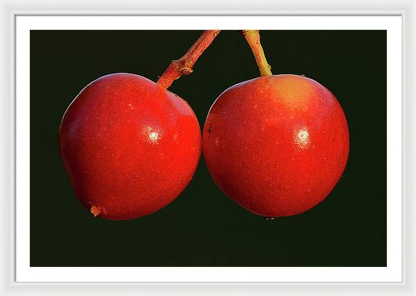 Fruits of Guelder-Rose / Art Photo - Framed Print