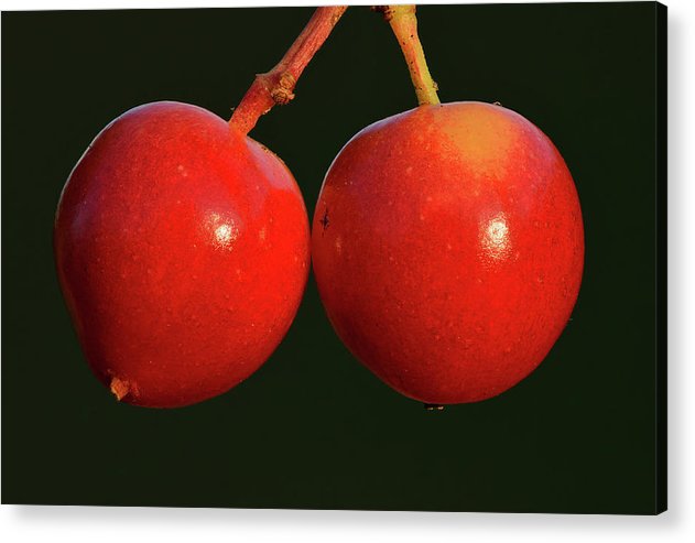 Fruits of Guelder-Rose / Art Photo - Acrylic Print