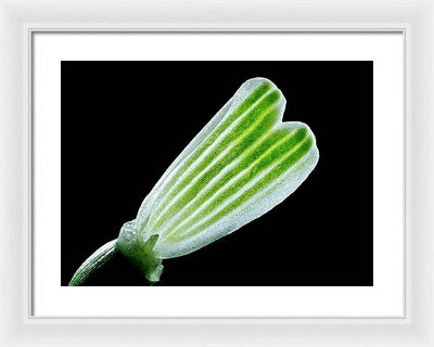 Galanthus Nivalis - Framed Print