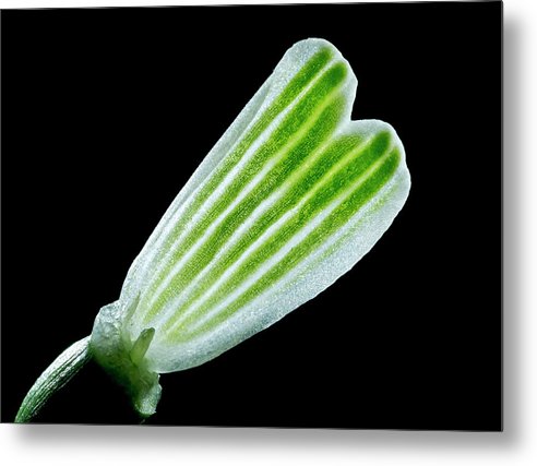 Galanthus Nivalis - Metal Print