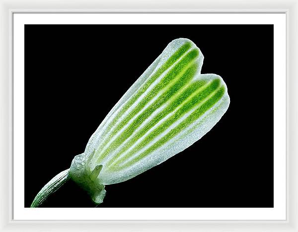 Galanthus Nivalis - Framed Print