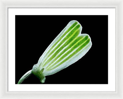 Galanthus Nivalis - Framed Print