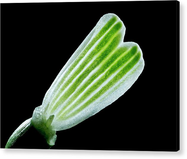 Galanthus Nivalis - Acrylic Print