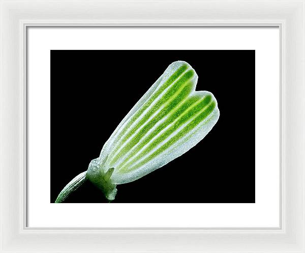 Galanthus Nivalis - Framed Print