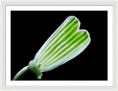 Galanthus Nivalis - Framed Print