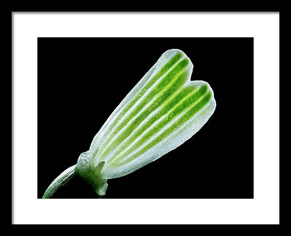 Galanthus Nivalis - Framed Print