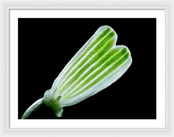 Galanthus Nivalis - Framed Print